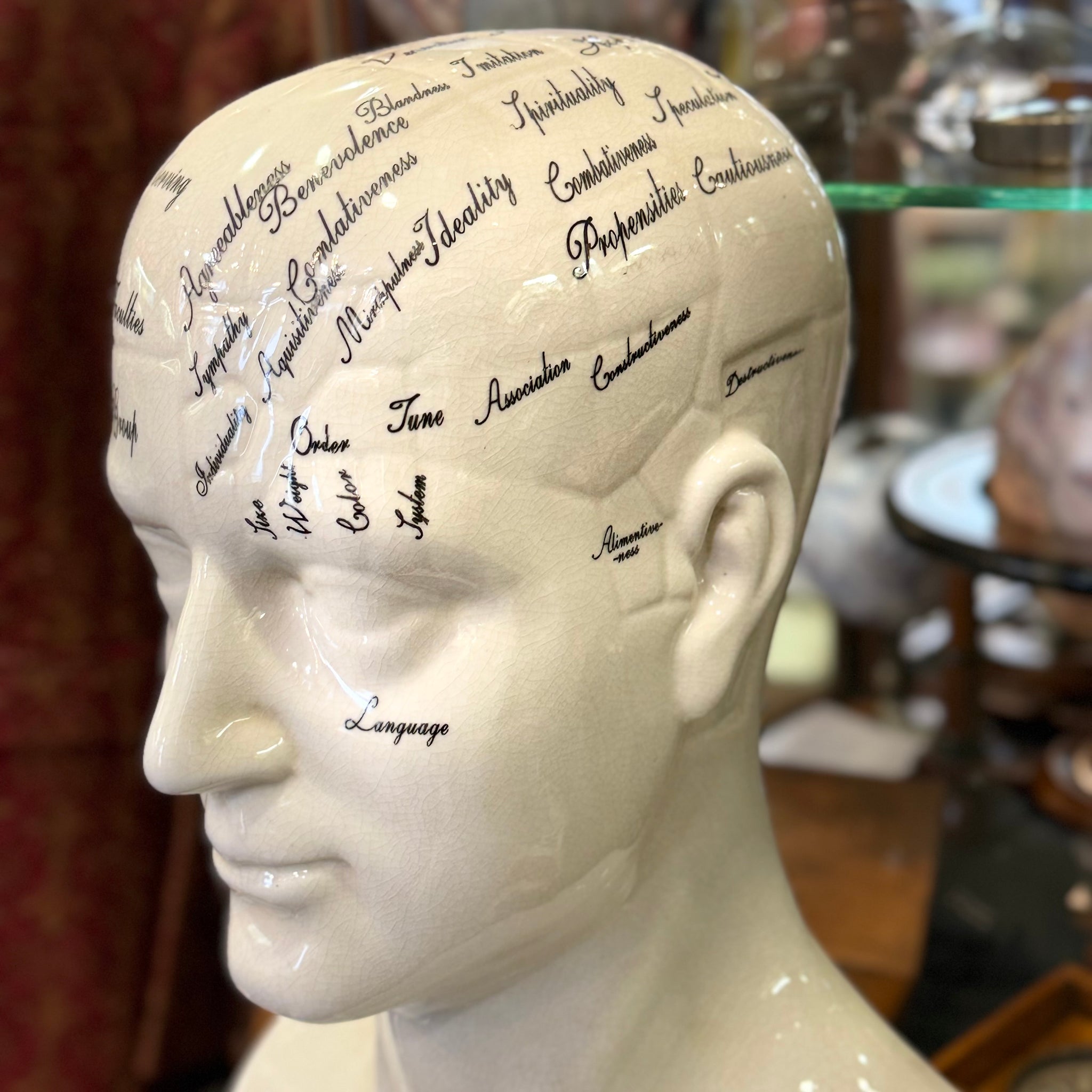 Large Antiqued Male Phrenology Head