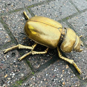 Wall Mounted Gilded Female Stag Beetle