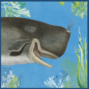 Card - Whale