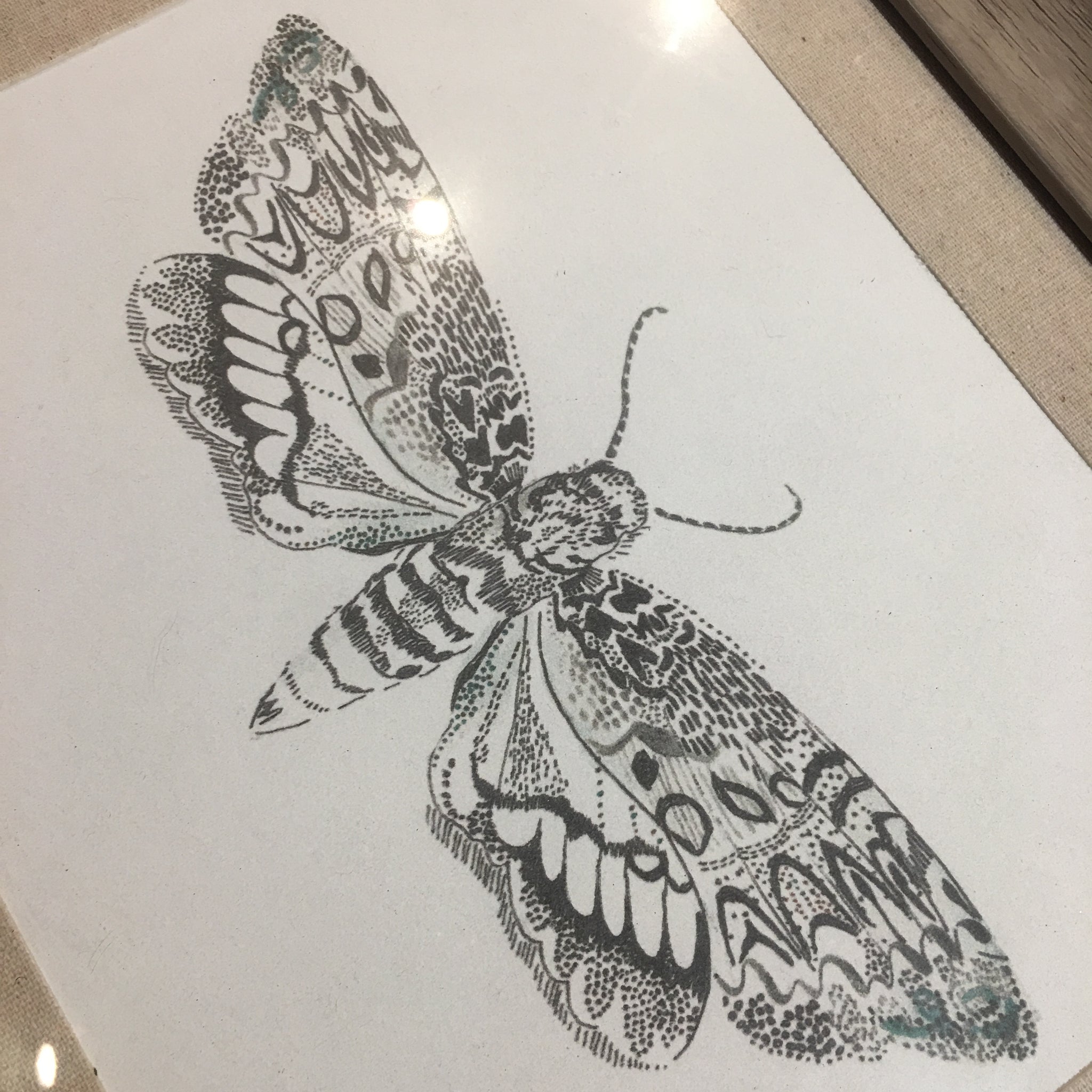 Framed Print of a Moth
