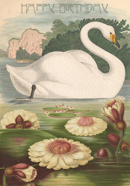 Happy Birthday Card - Swan