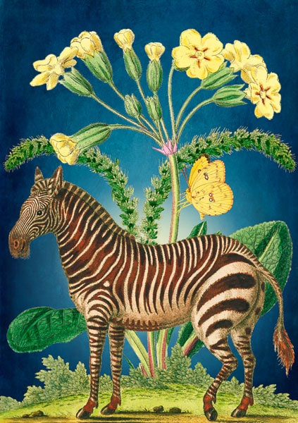 Card - Zebra and The Primrose
