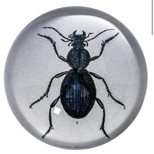 Paperweight - Black Beetle