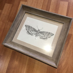Framed Print of a Moth