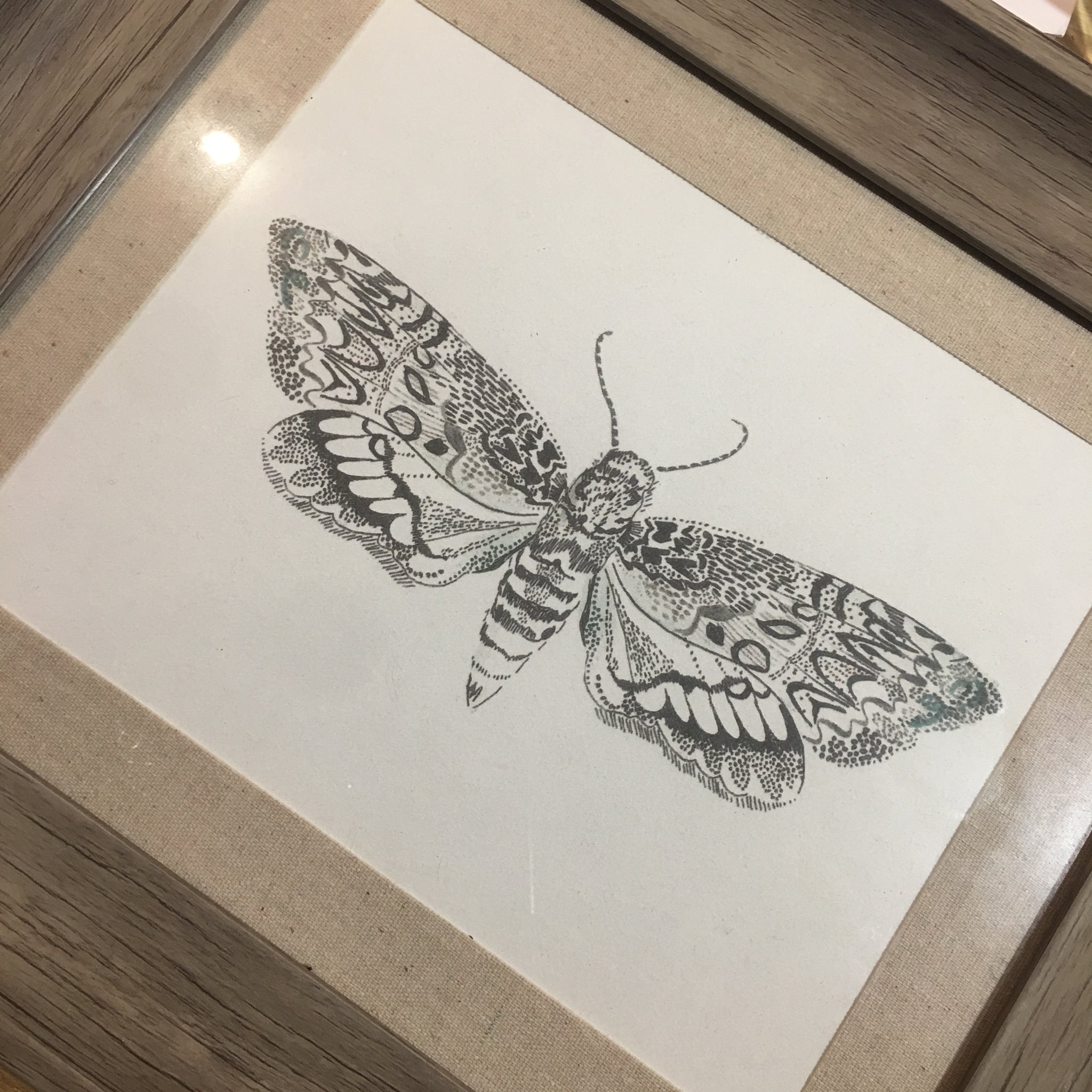 Framed Print of a Moth