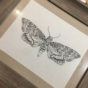 Framed Print of a Moth