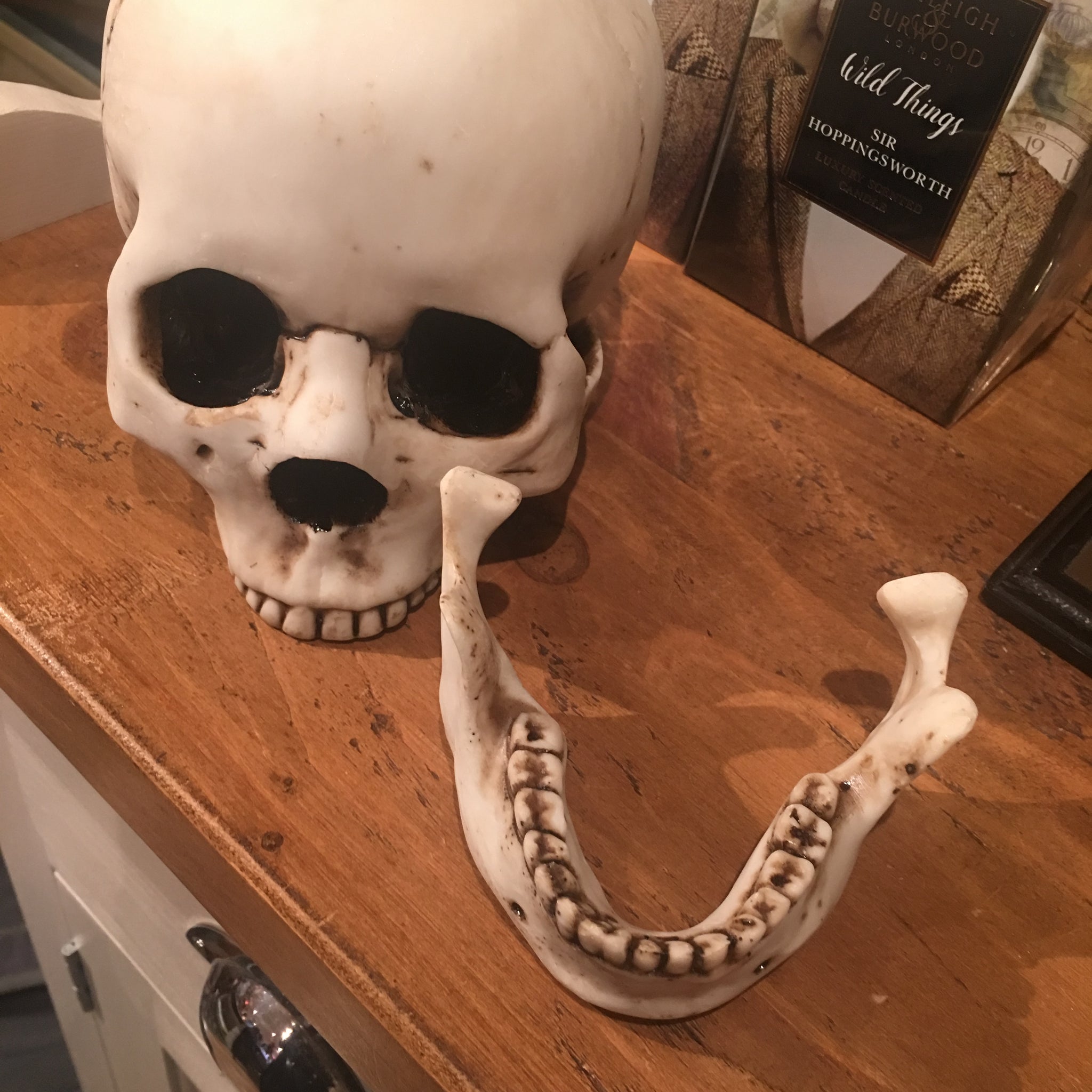 Lockjaw skull - two pieces 18cm