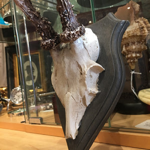 Faux Roe Deer Skull and Antlers on Wall Shield