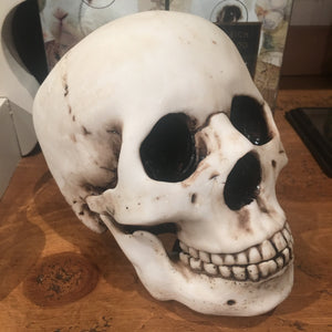 Lockjaw skull - two pieces 18cm